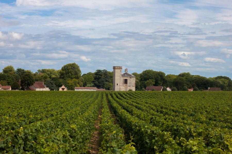 Credit: Sylvain Brison. Picture of rows of vines leading to a chateau in Burgundy, France